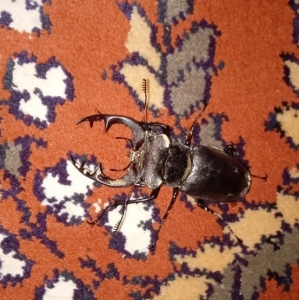 FOR SALE, Geyik böceği
