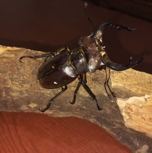 FOR SALE, Stag beetle