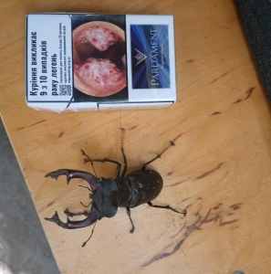FOR SALE, Alive Stag beetle