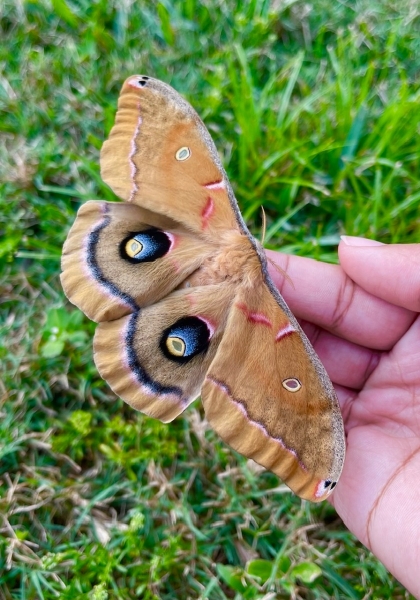 Polyphemus moth eggs (ANTHERAEA POLYPHEMUS)