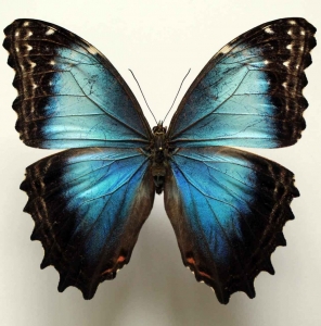 EBAY, MORPHO GRANADENSIS POLYBAPTUS - FEMALE