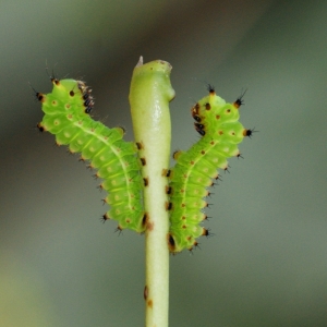 WANT TO BUY, Looking for some luna cocoons 