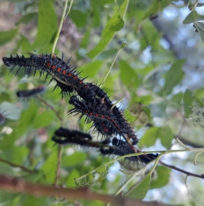 FOR SALE, F0 Nymphalis Antiopa Pupae 