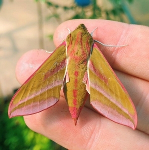 FOR SALE, DIELPHILA ELPENOR PUPAE 