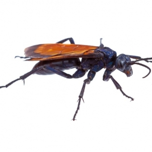 WANT TO BUY, looking for tarantula hawk wasps (large pepsis sp)