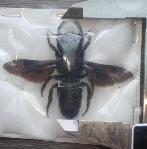 FOR SALE, Wallace's giant bee (Megachile pluto) 