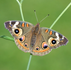 FOR SALE, Junonia grisea eggs