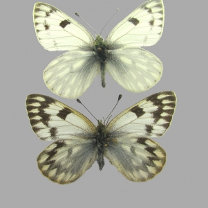 FOR SALE, Pieridae, Arctiidae