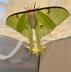 FOR SALE, Actias Luna Rubromarginata Ova