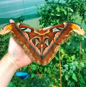 FOR SALE, ATTACUS ATLAS COCOONS (F0)