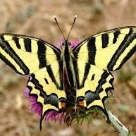 FOR SALE, Papilio aleanor pupae