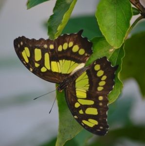 FOR SALE, MALACHITE