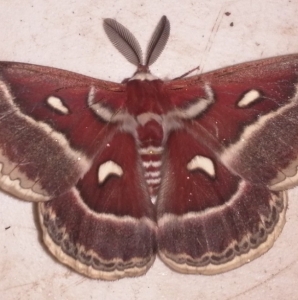 FOR SALE, Hyalophora mexicana