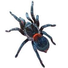 FOR SALE, Chilean Dwarf Flame