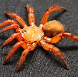 FOR SALE, African Trapdoor Spider