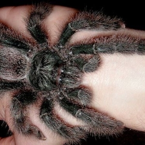 FOR SALE, Pink Toe Tarantula