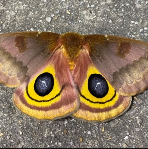 FOR SALE, Wild Automeris IO ova, Tulip Tree Silkmoth ova