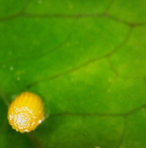 FOR SALE, Gulf Fritillary Eggs/Larvae (Agraulis Vanillae)