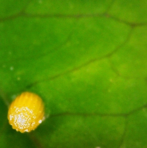 FOR SALE, Gulf Fritillary Eggs/Larvae (Agraulis Vanillae)