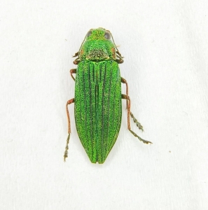 EBAY, +++ RARE BUPRESTIDAE FROM YUNNAN, CHINA +++