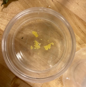 FOR SALE, Salt marsh moth eggs