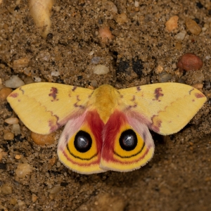 FOR SALE, Available: Io Moth eggs, Luna/Polyphemus cocoons