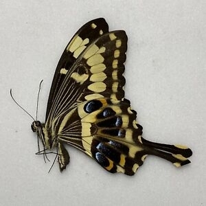 FOR SALE, Butterflies for sale from Uganda/Tanzania