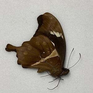 EBAY, Butterflies for sale from Uganda/Tanzania/Kenya