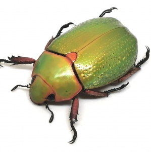 FOR SALE, Rutelidae : Chrysina spectabilis Male