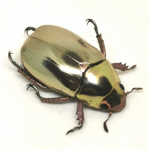 FOR SALE, Rutelidae : Chrysina sp. (Sylver species)