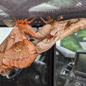 FOR SALE, Polyphemus moth ova, northern NY genetics