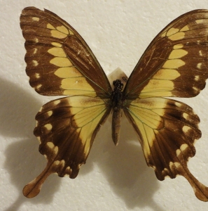 FOR SALE, papilio phorcas congoensis F MUTANS