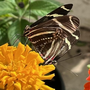 FOR SALE, Heliconius charithonia pupae (Zebra longwing)