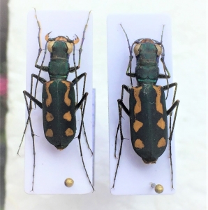 FOR SALE, Cicindelidae