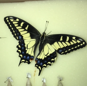 WANT TO BUY, Anise or black swallowtails 