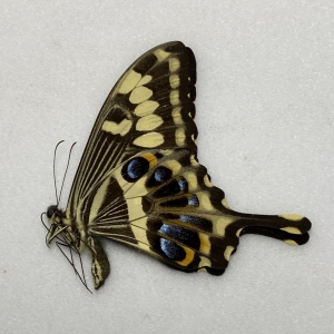 FOR SALE, Butterflies for sale from Uganda/Tanzania