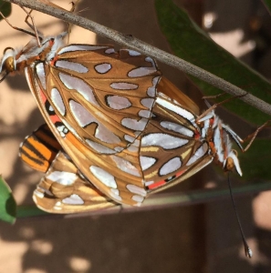 FOR SALE, Gulf fritillary ova