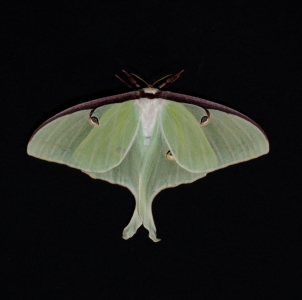 FOR SALE, Luna Moth Eggs (Actias luna)