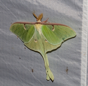 FOR SALE, Luna Moth eggs available