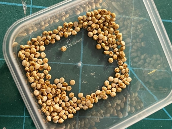 Polyphemus Moth Eggs (ANTHERAEA POLYPHEMUS))