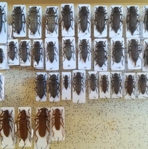 FOR EXCHANGE, Cerambycidae for exchange 