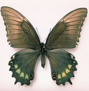 FOR SALE, PAPILIO PALLAS PALLAS  BLUE form female!!!!