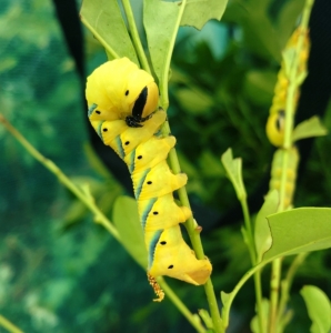 FOR SALE, Death’s Head Hawkmoth eggs 