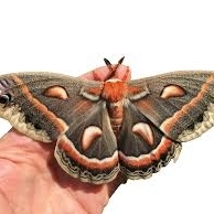 WANT TO BUY, I am looking for some cecropia moth eggs
