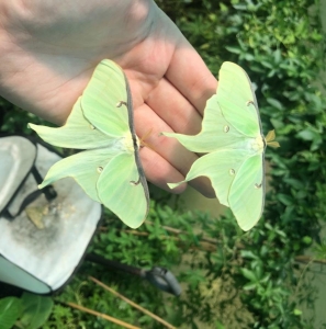 FOR SALE, Actias luna eggs 