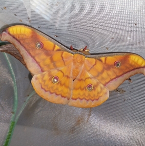 FOR SALE, Antheraea Frithi eggs