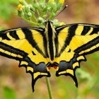 FOR SALE, Papilio alexanor pupae