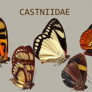 FOR SALE, CASTNIIDAE FOR SALE