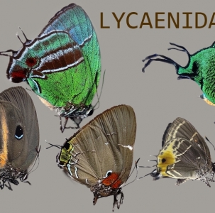 FOR SALE, Lycaenidae