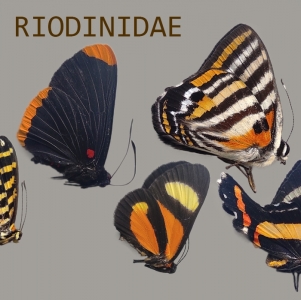 FOR SALE, Riodinidae for sale